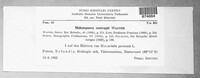 Melampsora rostrupii image